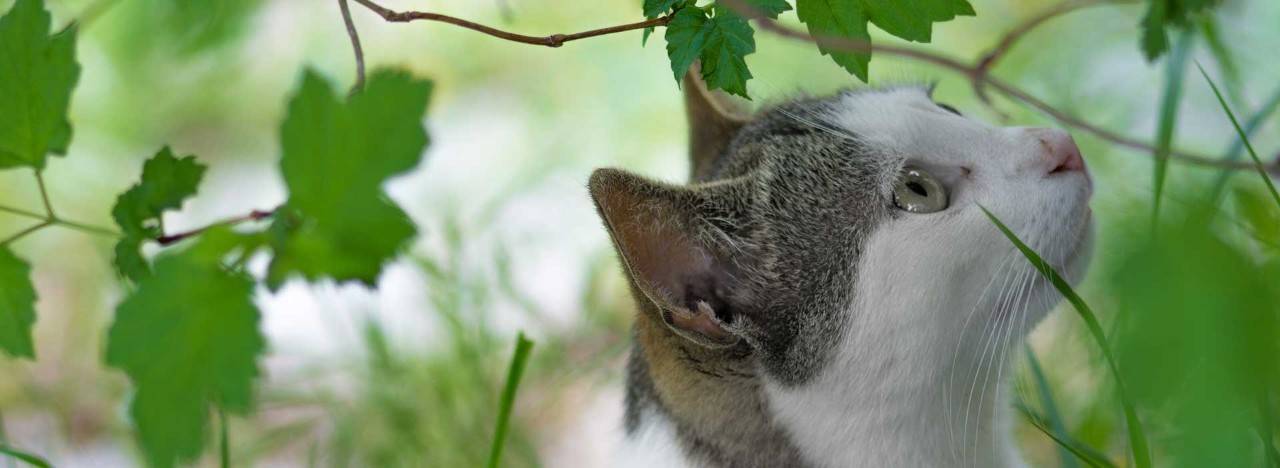Cat standing outside under tree looking at leaves