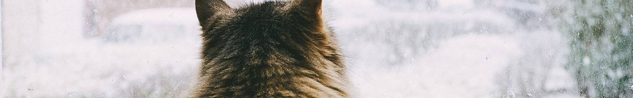 Cat looking out window at snowy day
