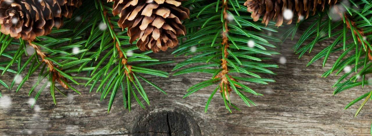 Pine cones and pine needles