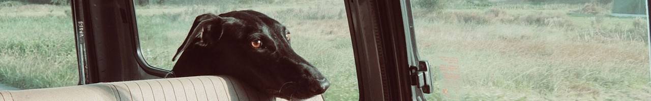 Black dog in car resting its head on seat